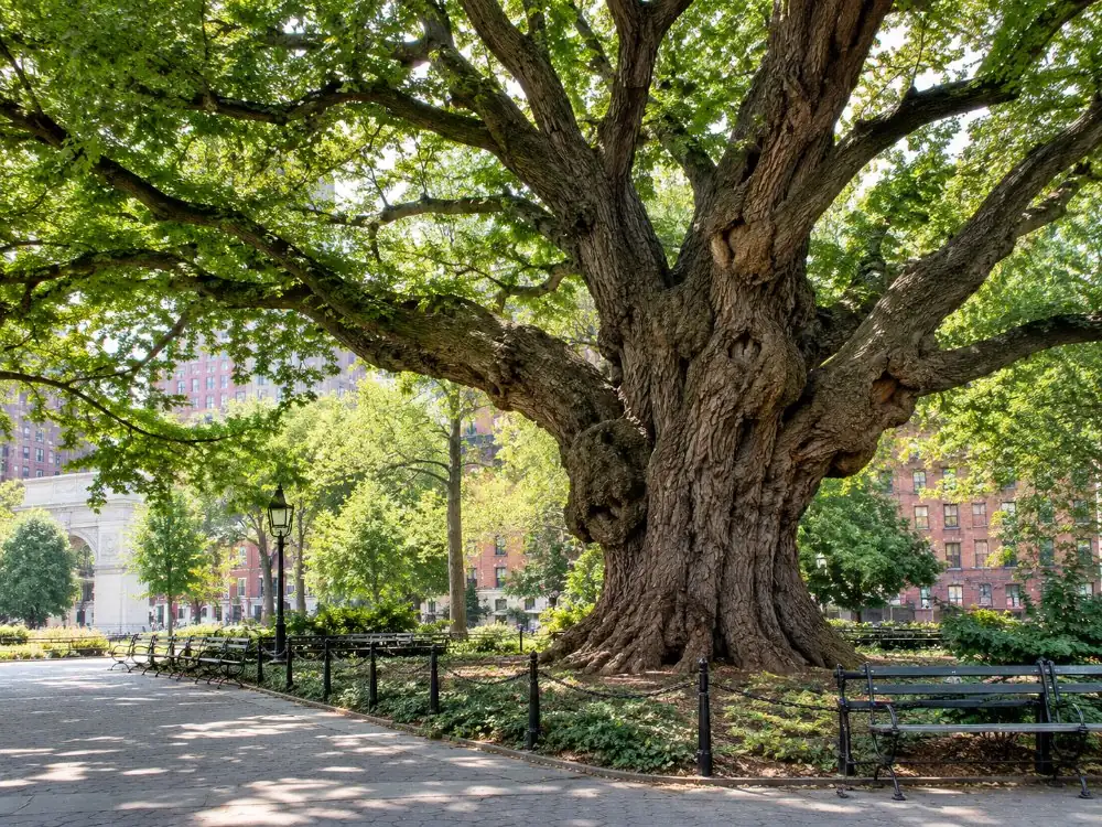 Die Henkers-Ulme, eine über 300 Jahre alte Englische Ulme, in der nordwestlichen Ecke des Washington Square Park